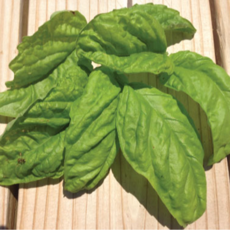 Basil, Lettuce Leaf Main Image